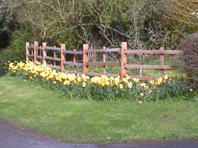 Boggle Lane in Spring